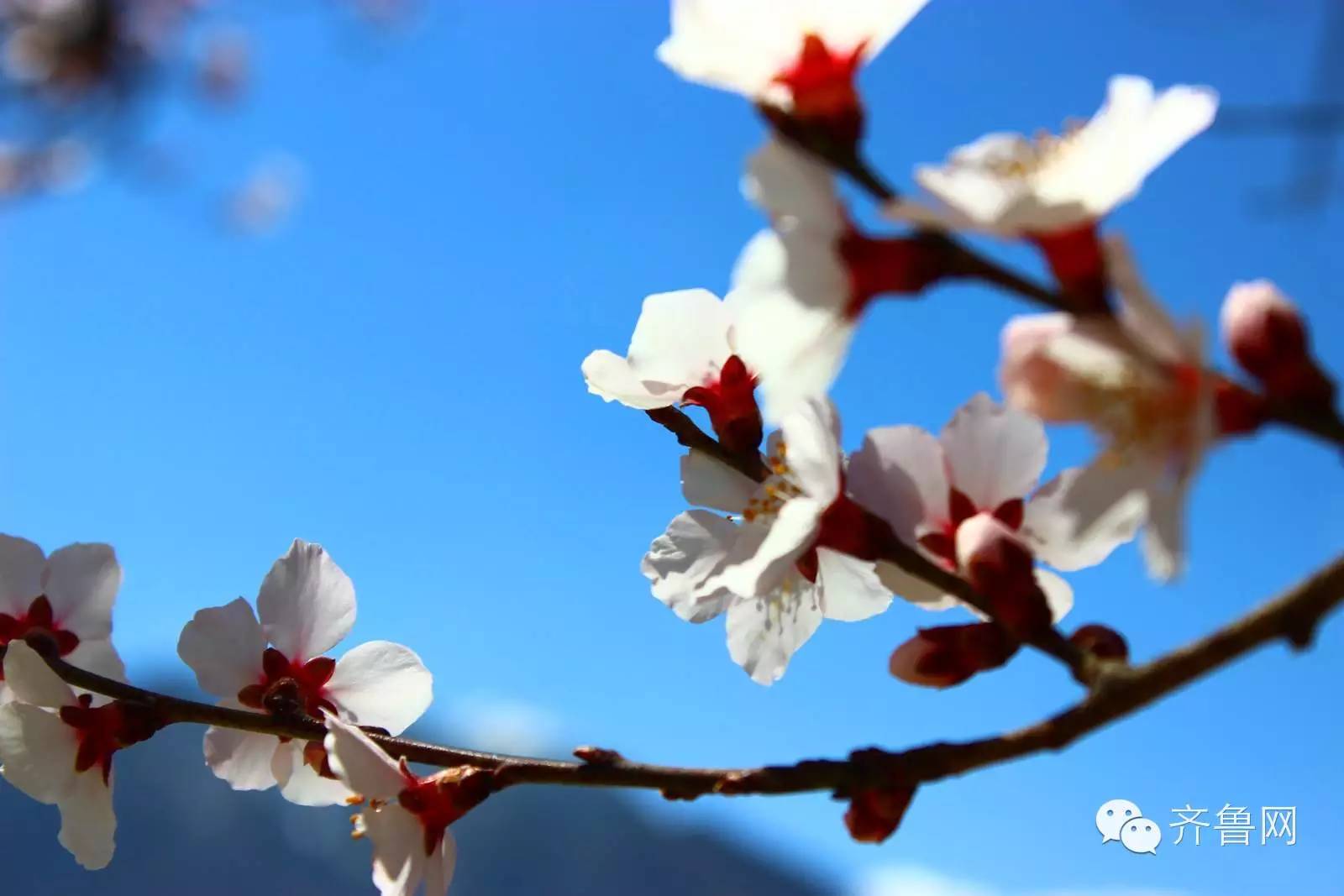 去西藏林芝旅行,去西藏林芝有什么风景