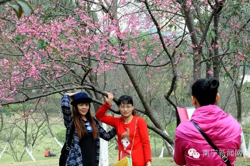 南宁哪里有假樱花,南宁樱花还有吗