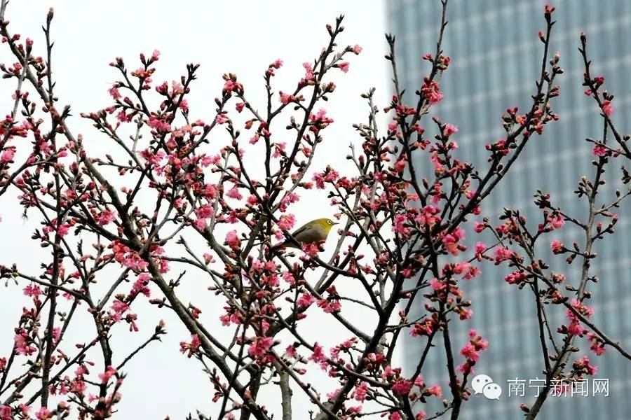 南宁哪里有假樱花,南宁樱花还有吗
