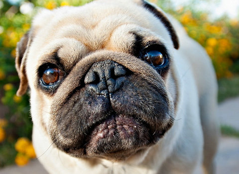 小丑巴哥犬,巴哥犬这么丑为什么有人养