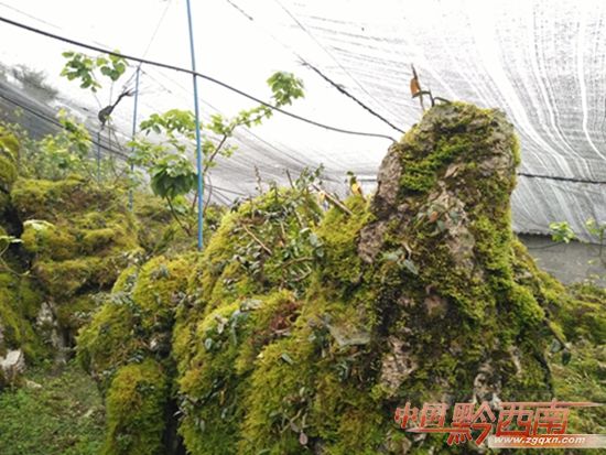山野漫山遍野风景,山野奇花异草
