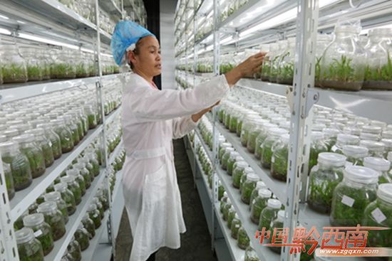 山野漫山遍野风景,山野奇花异草