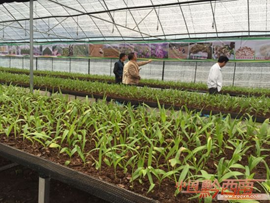 山野漫山遍野风景,山野奇花异草