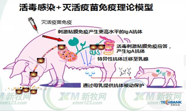 为什么免疫了疫苗还发腹泻?腹泻免疫无效为哪般?
