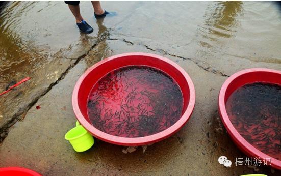 我们真的低估了2016年龙母诞的魅力,没去现场的你后悔了吗?