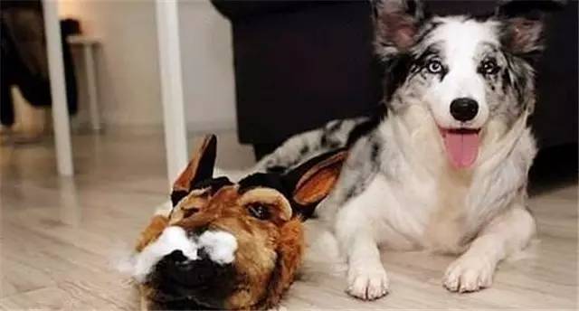 就因为主人买了一双拖鞋回来,这狗就疯了!