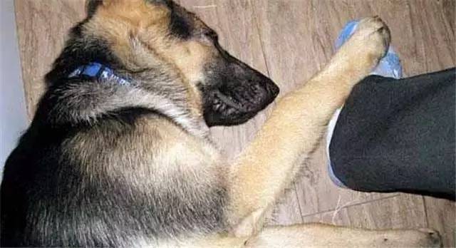 就因为主人买了一双拖鞋回来,这狗就疯了!