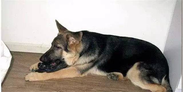 就因为主人买了一双拖鞋回来,这狗就疯了!