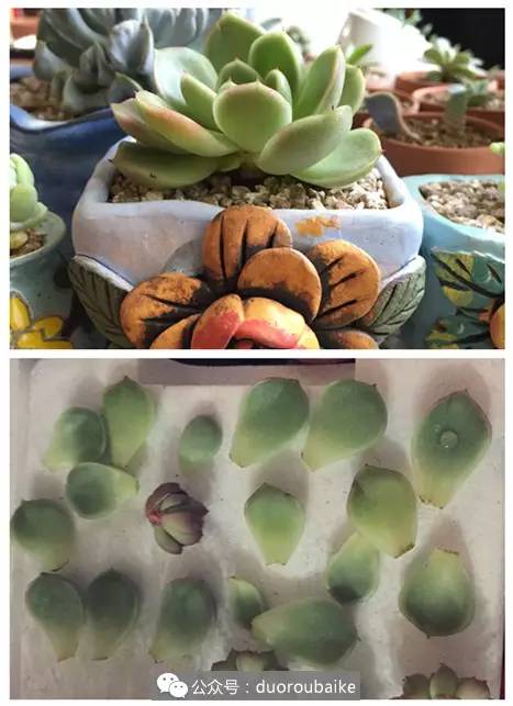 多肉全部死亡事件,买回的多肉一定要修根换土吗