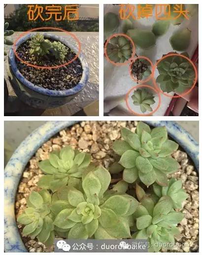 多肉全部死亡事件,买回的多肉一定要修根换土吗