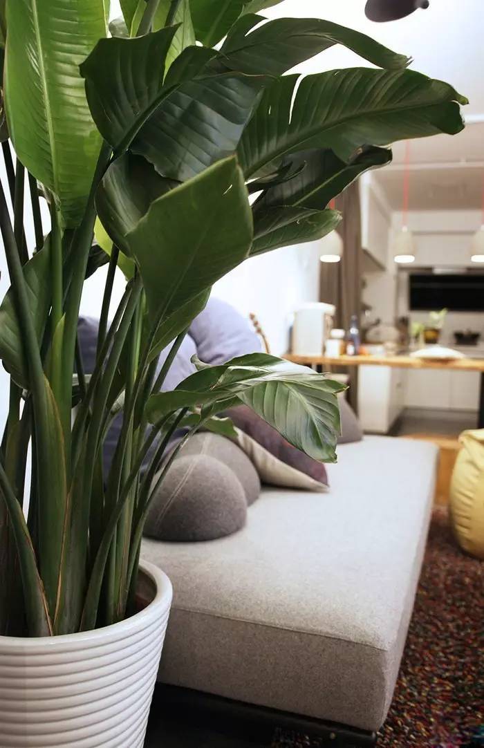 晒家两人两喵孙先生家，96平，混搭复式....