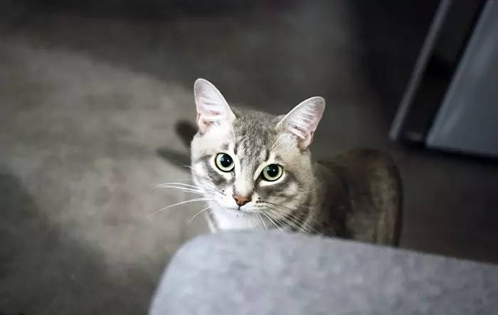 晒家两人两喵孙先生家,96平,混搭复式....