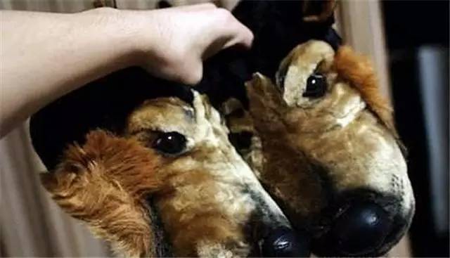 就因为主人买了一双拖鞋回来,这狗就疯了!