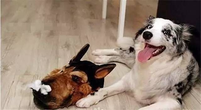 就因为主人买了一双拖鞋回来,这狗就疯了!