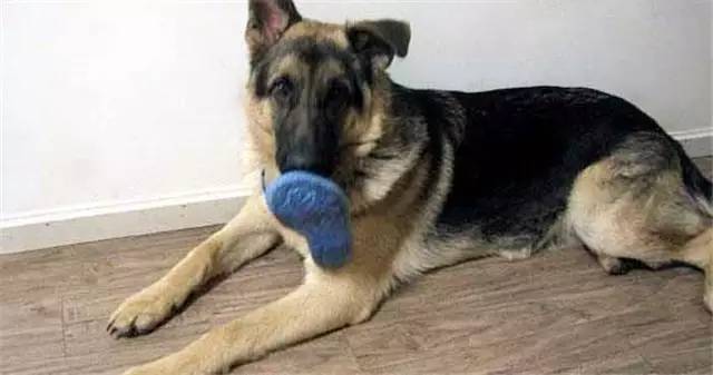 就因为主人买了一双拖鞋回来,这狗就疯了!