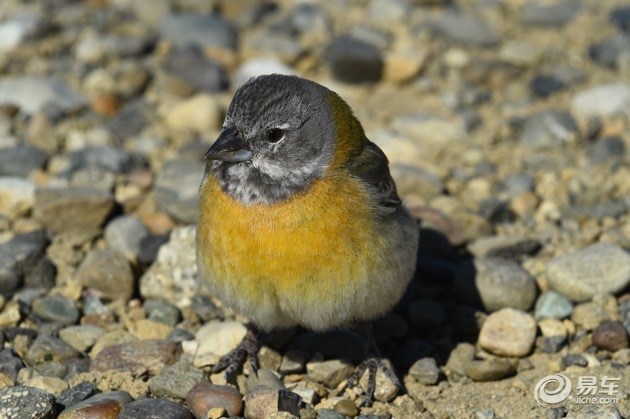企鹅也爱吃牛肉？三菱帕杰罗阿根廷历险记