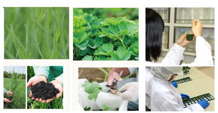 日本进口青汁百科,日本青汁和国内有啥区别