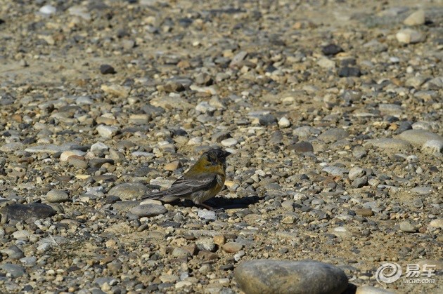 企鹅也爱吃牛肉？三菱帕杰罗阿根廷历险记
