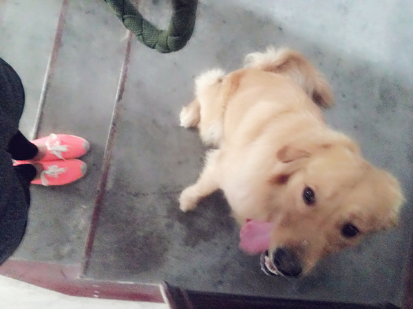 如果你能陪狗狗度过一生,你能不能这样?