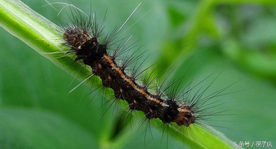 蜗牛在农业是害虫还是益虫,益虫防治害虫的方法有哪些