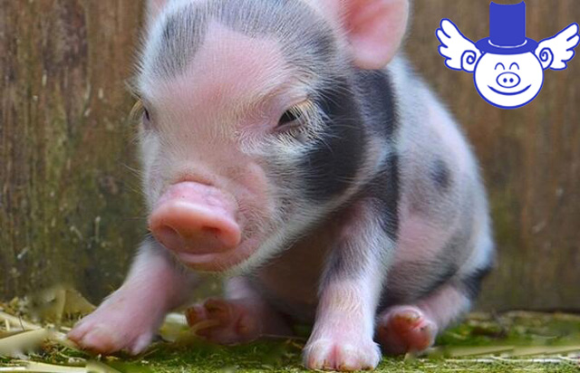 预防仔猪拉稀的最好方法,仔猪拉稀怎么治疗最快最有效