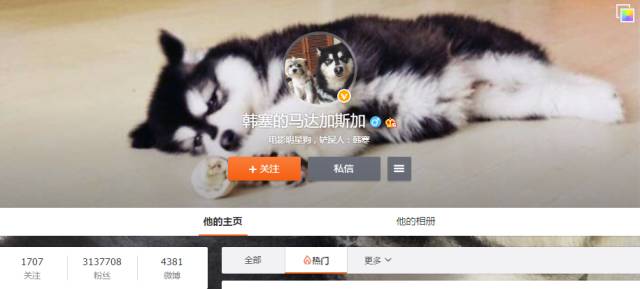 自媒体大事件,网红大v的猫狗