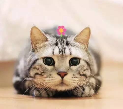 自媒体大事件,网红大v的猫狗