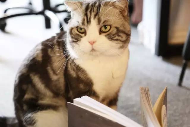 自媒体大事件,网红大v的猫狗