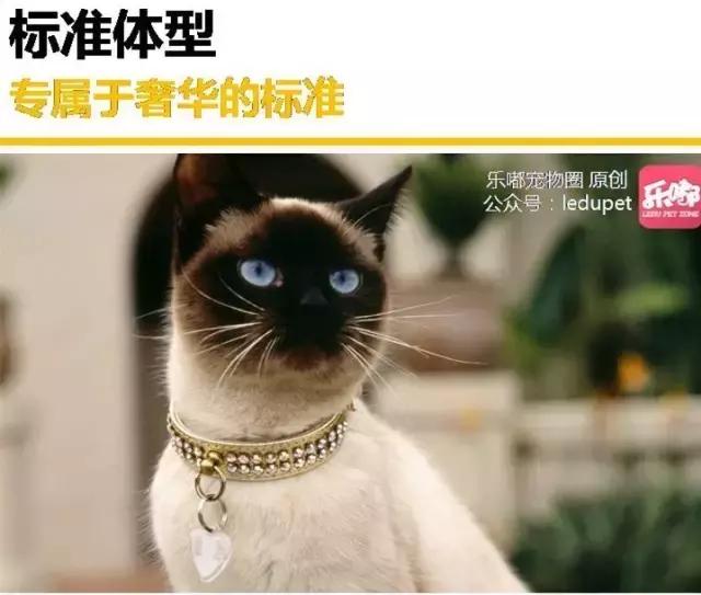 泰国贵族暹罗猫好养吗,不可替代的猫