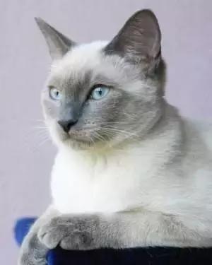 泰国贵族暹罗猫好养吗,不可替代的猫