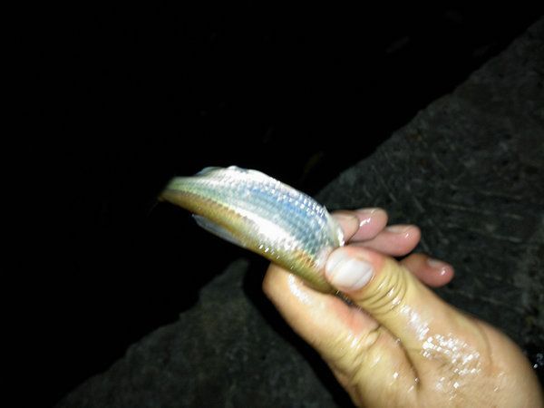 深夜垂钓星露谷,深夜垂钓