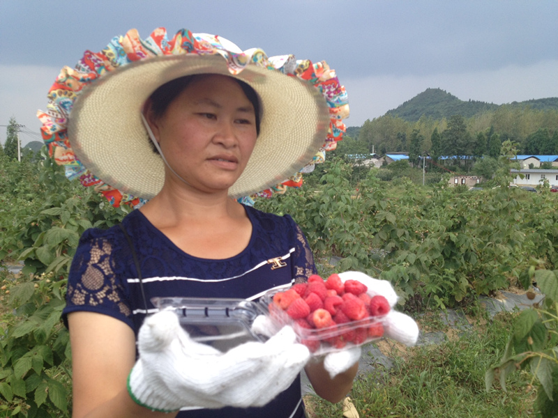 贵阳乌当羊昌树莓基地,贵阳周边树莓基地