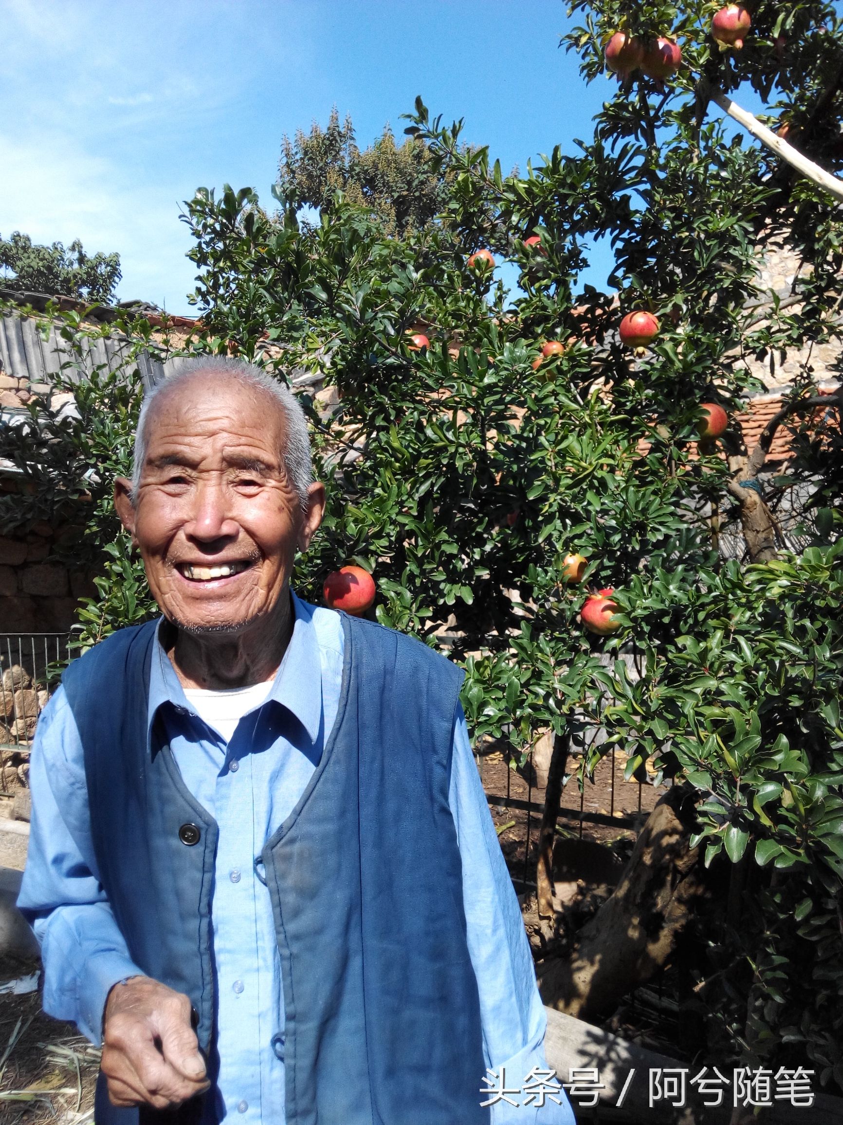 适合种植在庭院的植物大全,农村常见的植物盆栽