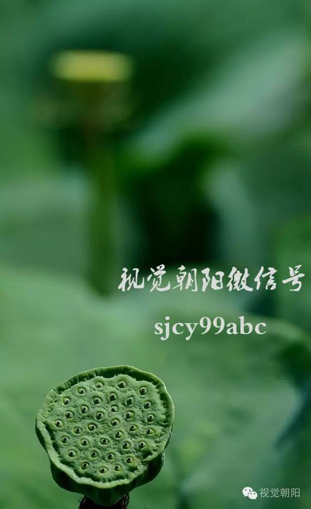 荷花酒,荷花图片