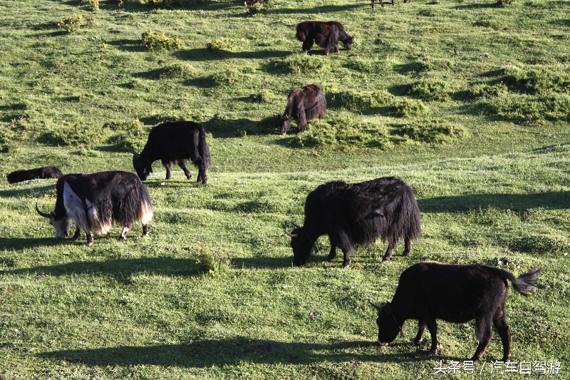 洛克之路卓尼段是从哪到哪,洛克之路路过卓尼县吗