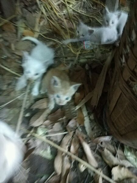 山寨机可以入手吗,几百元的山寨机能玩吗