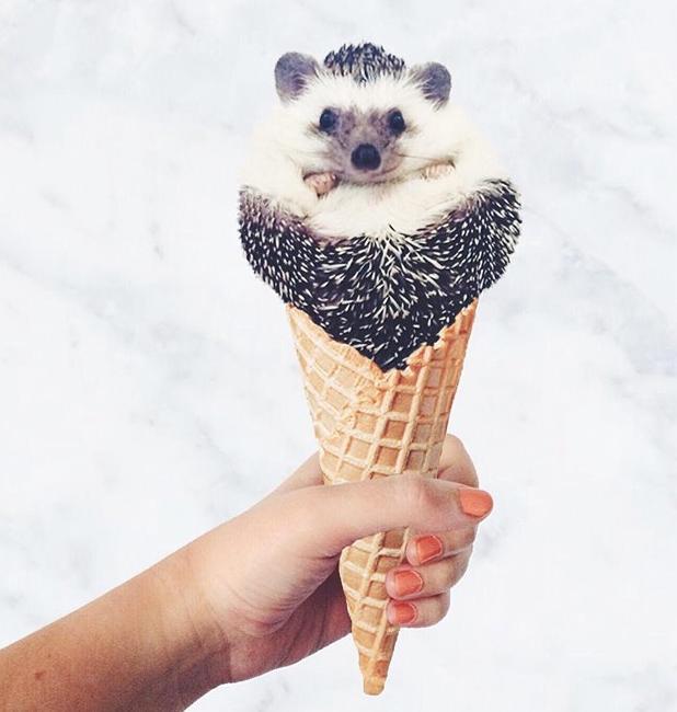 世界上最幸福的刺猬,世界上最幸福的小刺猬