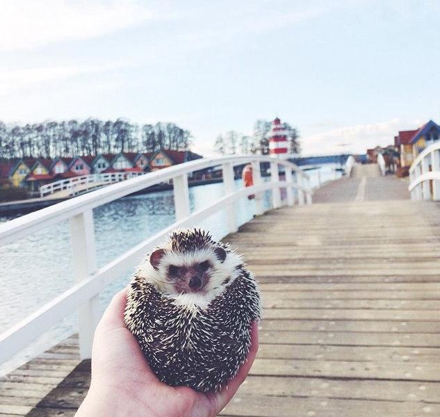 世界上最幸福的刺猬,世界上最幸福的小刺猬