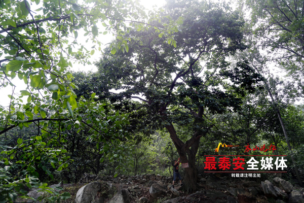 想有一份“泰山情怀”？线上“认购”百年板栗