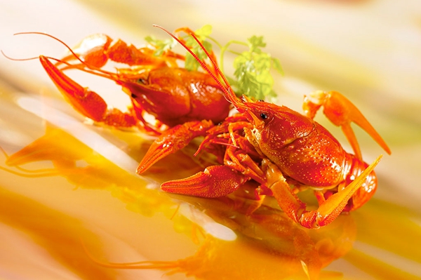 广州造蝦局:我造虾来你撸虾快哉快哉~