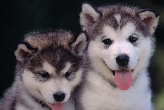 怎么抑制狗狗吠叫,怎么抑制狗激动