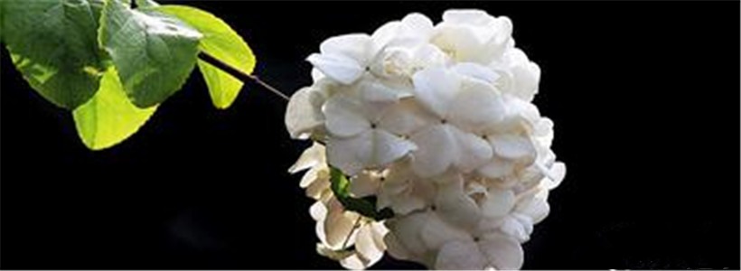 如何根据白带识别得了哪种妇科病,如何从白带看出你有妇科病