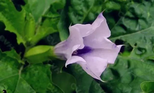 颜值平平的*疆新**路边野花，早已跻身天界神话？