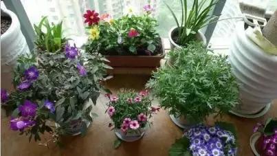 清洗鱼鳞没腥味最好方法,洗东西洗到手脱皮