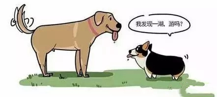 腿短是一种怎样的体验,纯柯基腿是什么标准的