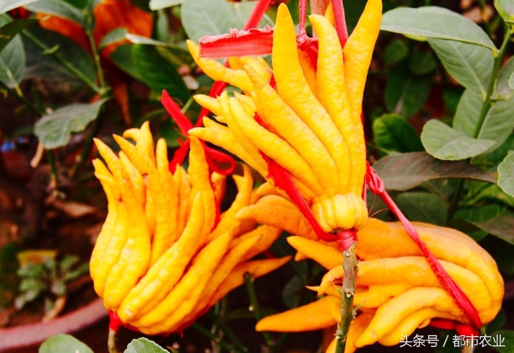 佛祖祝福之瓜——佛手瓜