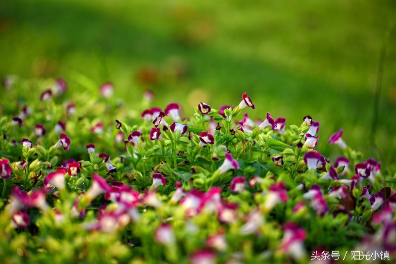 深度解析女人心里她需要什么,怎么才懂女人了解女人