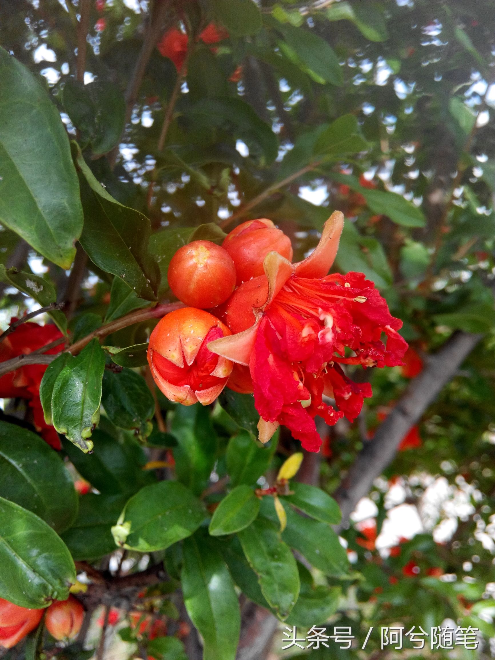 适合种植在庭院的植物大全,农村常见的植物盆栽