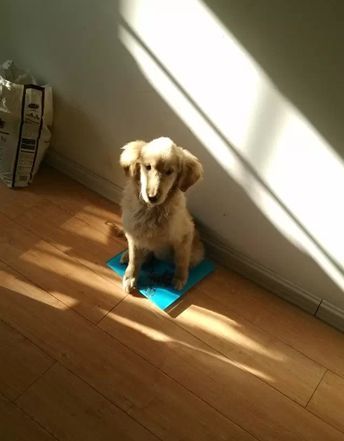 如果你能陪狗狗度过一生,你能不能这样?