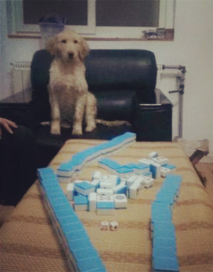 如果你能陪狗狗度过一生,你能不能这样?